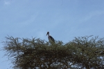 Marabu stork