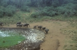 Watering hole, Mountain Lodge