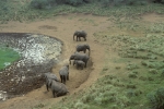 Watering hole, Mountain Lodge