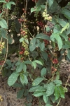 Coffee tree