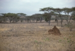 Ant hill