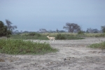 Game run in Amboseli Park