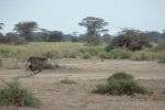 Game run in Amboseli Park