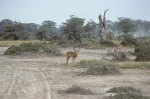 Game run in Amboseli Park