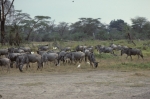 Game run in Amboseli Park