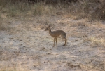 Game run in Amboseli Park