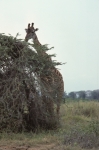 Game run in Amboseli Park