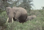 Game run in Amboseli Park