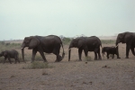Game run in Amboseli Park