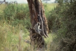 Game run in Amboseli Park