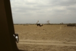 Game run in Amboseli Park