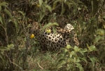 Game run in Amboseli Park