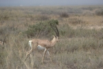 Game run in Amboseli Park