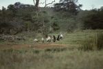 Storks