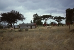 Safari dromedaries