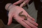 Millipede