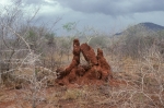 Anthill