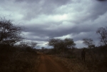 Road to sisal plantation
