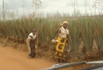 Road to sisal plantation