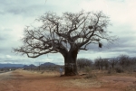 Baobab tree