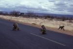 Baboons on the road
