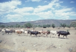 Cattle