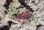 Lake Magadi - almost dry