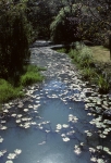Zambia Botanical Garden