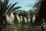 Zambia Botanical Garden