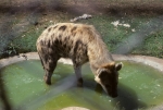 Zambia Zoo