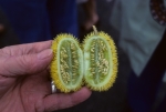 Wild cucumber