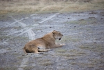 Game run in Ngoro-Ngoro crater