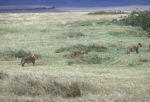 Game run in Ngoro-Ngoro crater