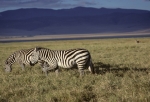 Game run in Ngoro-Ngoro crater