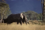 Game run in Ngoro-Ngoro crater