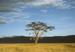 Game run in Ngoro-Ngoro crater