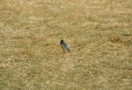 Game run in Ngoro-Ngoro crater