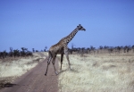 Serengeti Animals