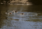 Serengeti Animals