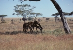 Serengeti Animals