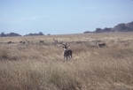 Serengeti Animals