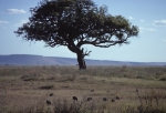 Tree and birds