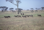 Serengeti Animals