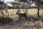 Serengeti Animals