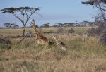 Serengeti Animals
