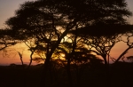 Sunrise on the Serengeti