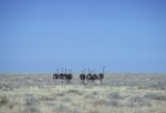 Ostriches