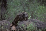 Baboons