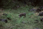 Wart hog