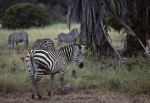 Zebras